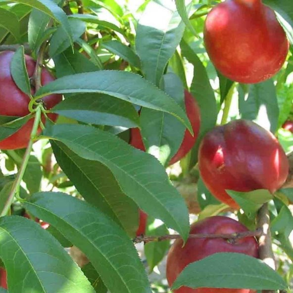 Tüplü Aşılı Verimli Geçci Morsianna Nektarin Fidanı - Resim 3