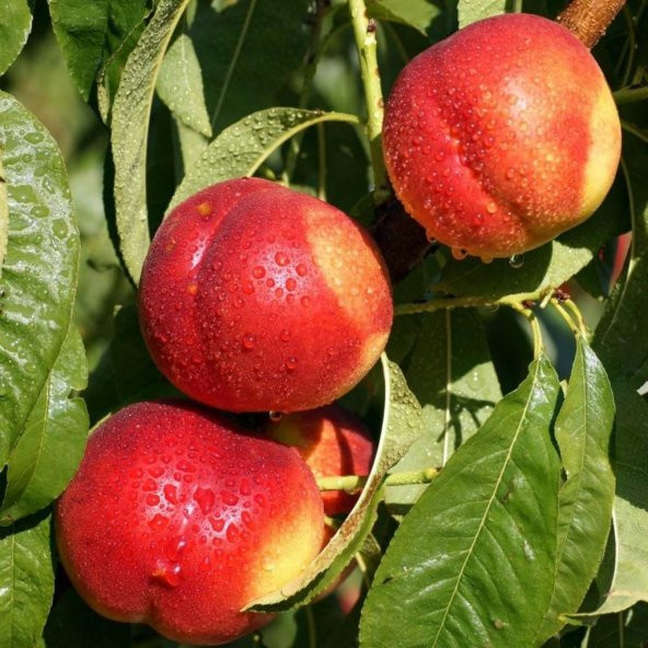 Tüplü Aşılı Bol Verimli Erkenci Caldesi Nektarin Fidanı
