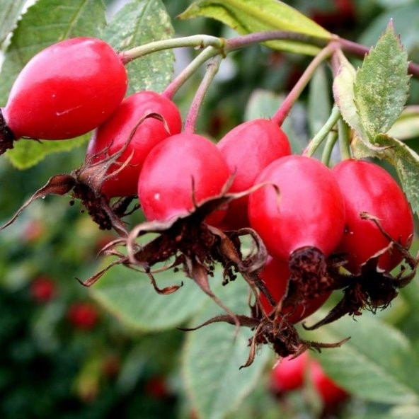 Tüplü Anadolu Dikenli Kuşburnu Fidanı - Resim 5