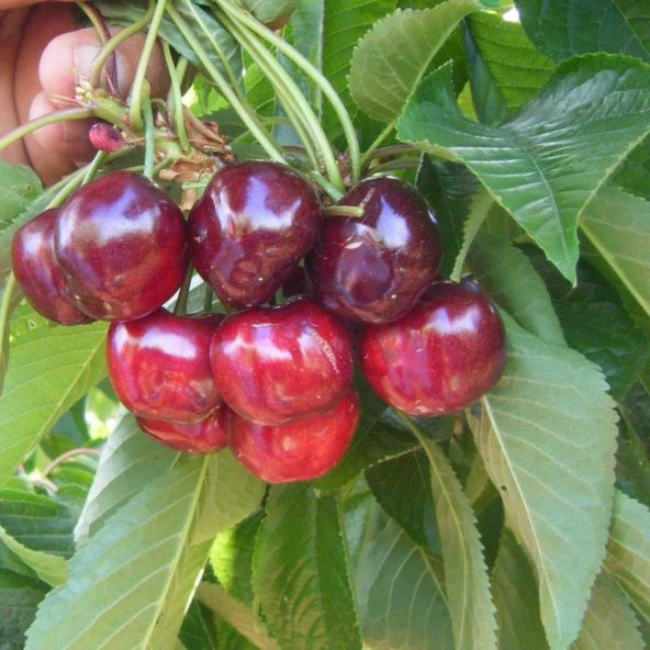 Tüplü Aşılı Çok İri Meyveli Verimli Bing Kiraz Fidanı - 3