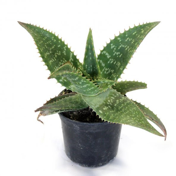 Aloe Vera Agave Benekli Amerika Sabırı 30 Cm Çiçek Antalya - 1