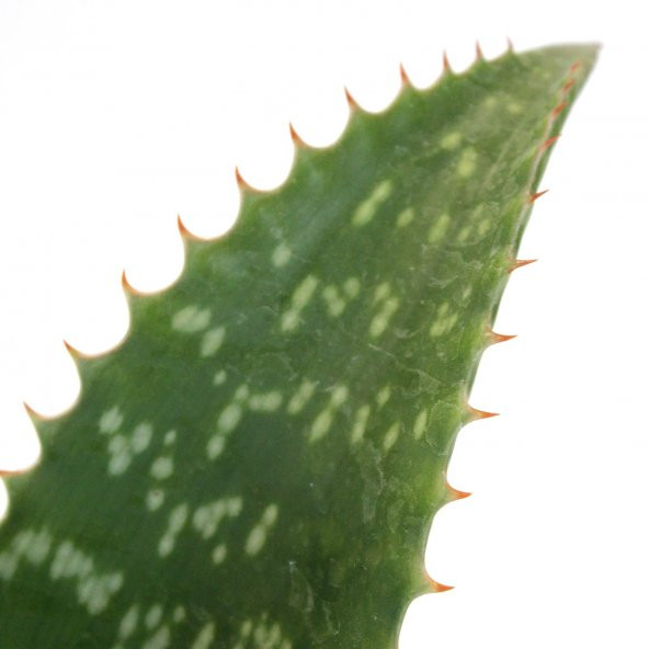 Aloe Vera Agave Benekli Amerika Sabırı 30 Cm Çiçek Antalya - 2
