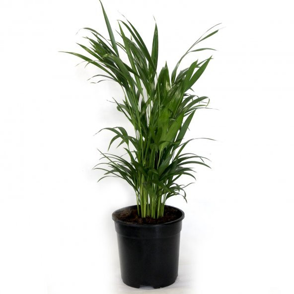 Areka Bitkisi 80 Cm Çiçek Antalya - 2