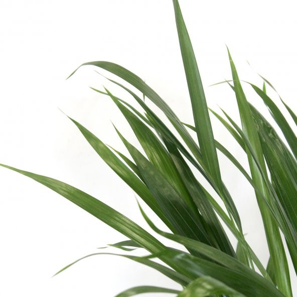 Areka Bitkisi 80 Cm Çiçek Antalya - 3