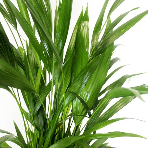 Areka Bitkisi 80 Cm Çiçek Antalya - 4