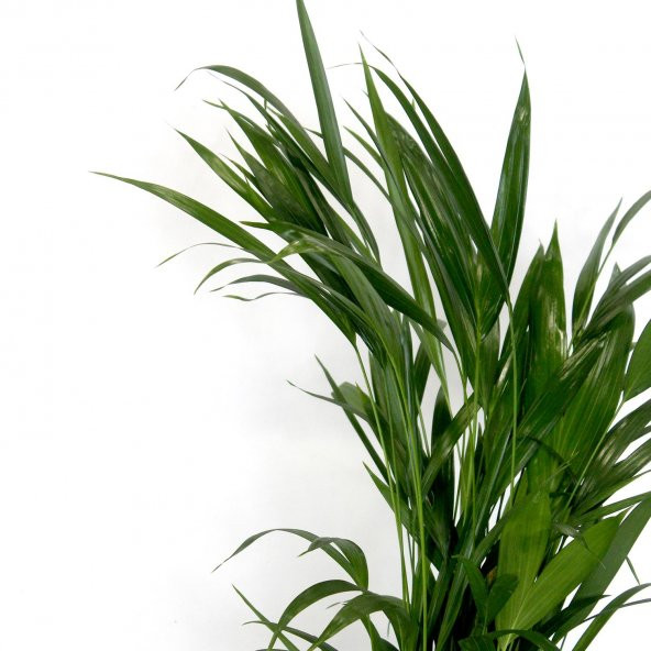 Areka Bitkisi 80 Cm Çiçek Antalya - 6