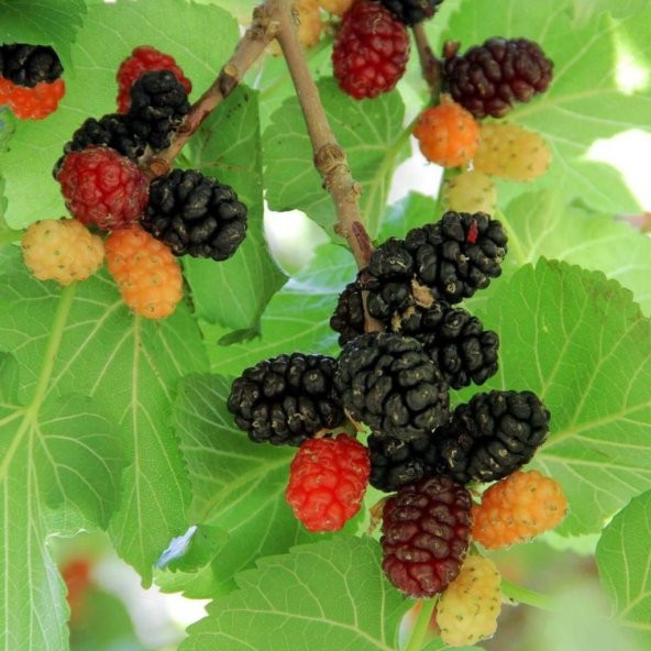 Tüplü Aşılı Leziz Aromatik Ekşi Kara Dut Fidanı 60-100 cm