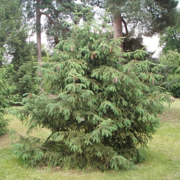 Picea Likiangensis Çin Ladini Tohumu (10 Tohum) ürün görseli 1