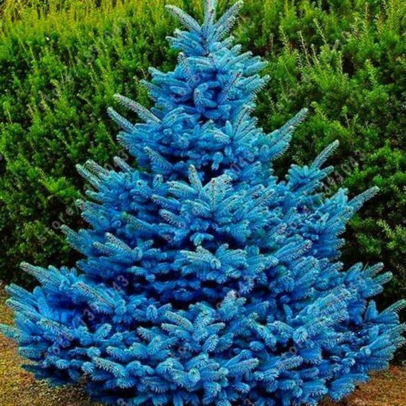 Mavi Ladin Tohumu (500 tohum) - Resim 3