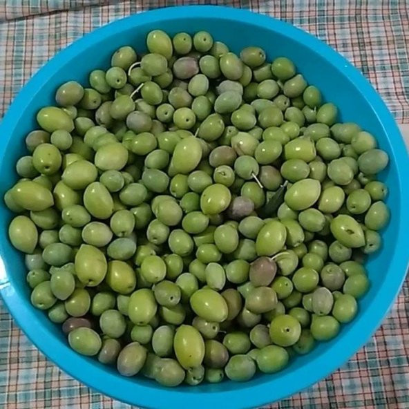 Saksılı Çizmelik Özel Üretim Çekişte Zeytin Fidanı - Resim 5