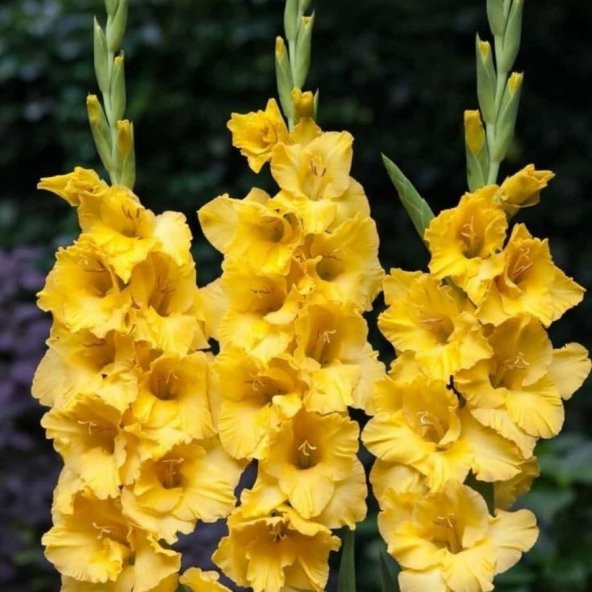 Gladiolus Yellow Swan Sarı Glayör Çiçeği Soğanı (2 adet) - 9