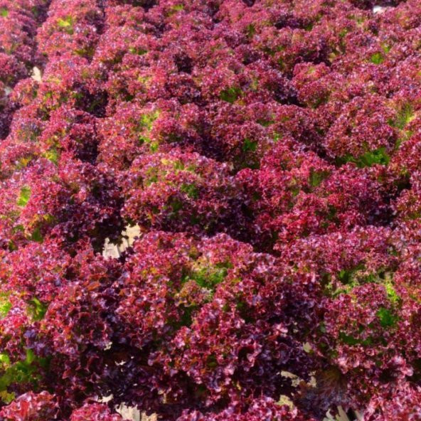 Kırmızı Marul Fidesi  (5 adet) ürün görseli 1