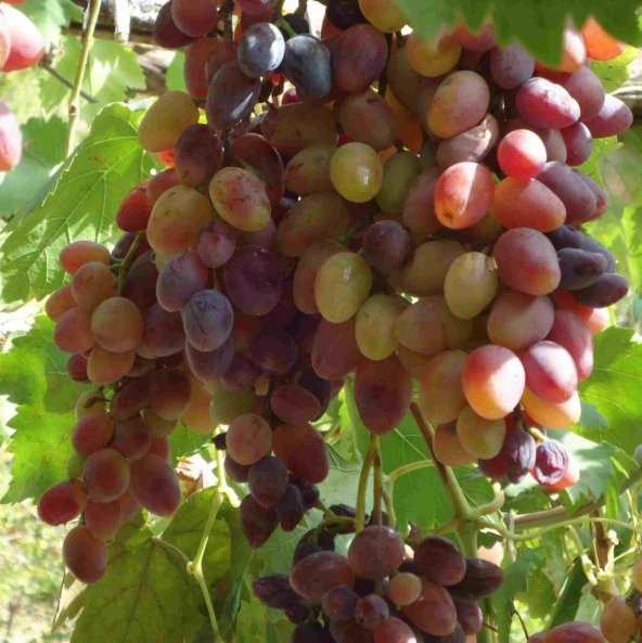 Tüplü Siirt Yüksek Aromalı Tayfi Üzüm Fidanı - Resim 2