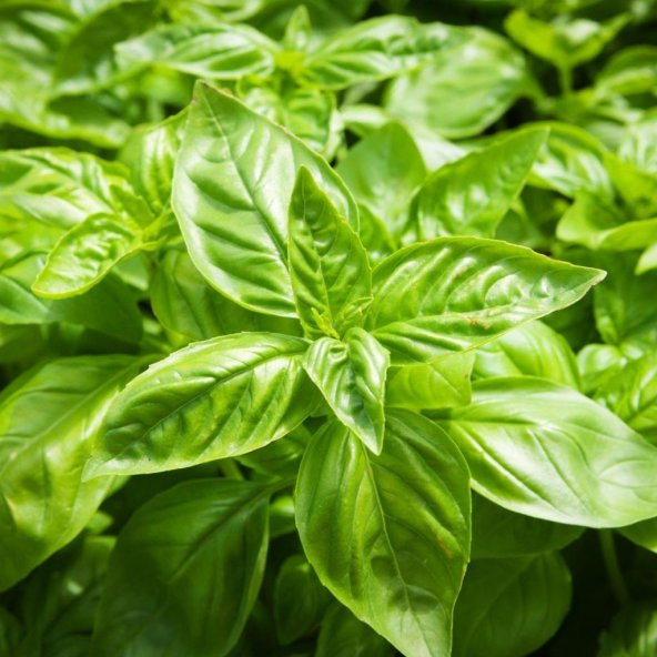 Green Flesh Geniş Yapraklı Aromatik Fesleğen Tohumu (50 tohum) - Resim 5