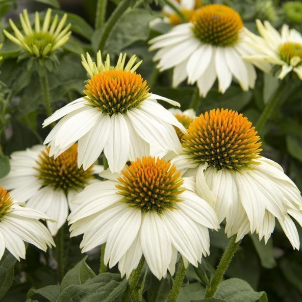 White Swan Beyaz Ekinezya Çiçeği Tohumu (40 Tohum) - Resim 3