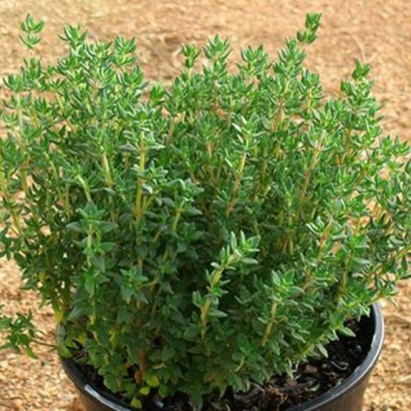 Naturel Saksılık Dik Gelişen Yeşil Kekik Tohumu(100 tohum) - Resim 3