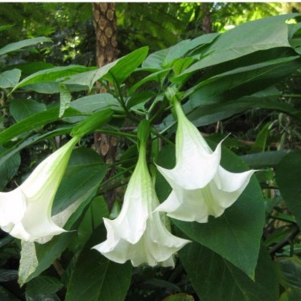 Katmerli Beyaz Brugmansia Çiçeği Tohumu (5 tohum)