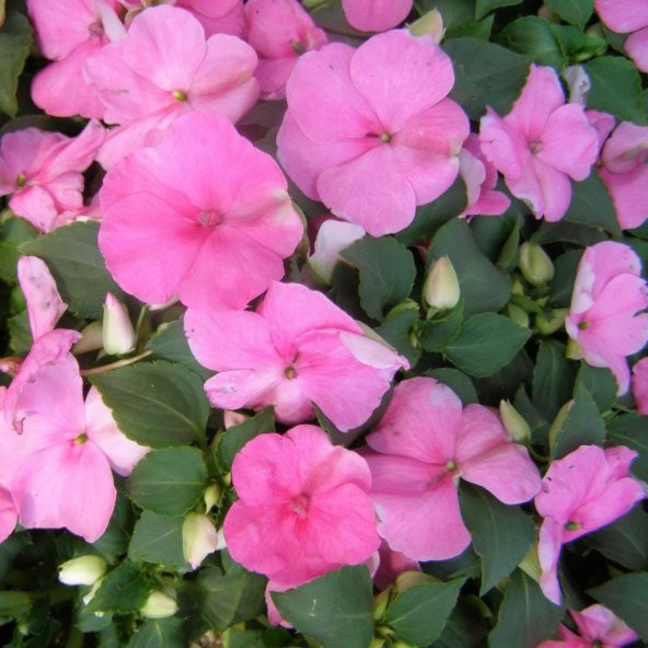 Saksılık Wallerine Baby Pembe Bodur Cam Güzeli Çiçeği Tohumu (20 tohum) - Resim 2