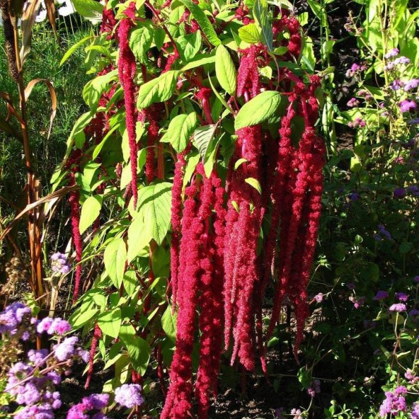 Kırmızı Amaranthus caudatus Çiçeği Tohumu (100 tohum) - 3