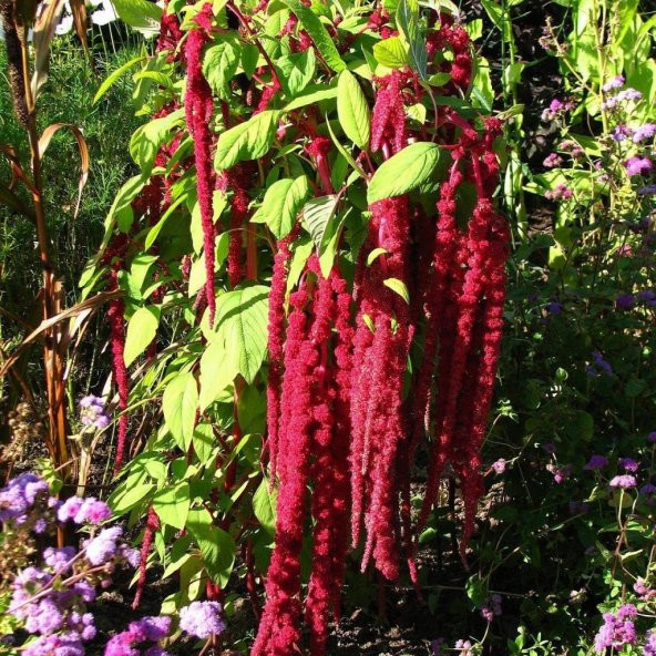 Kırmızı Amaranthus caudatus Çiçeği Tohumu (100 tohum) - 4