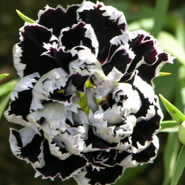 Heddewigii Siyah Beyaz Karanfil Çiçeği (100 adet) ürün görseli 1