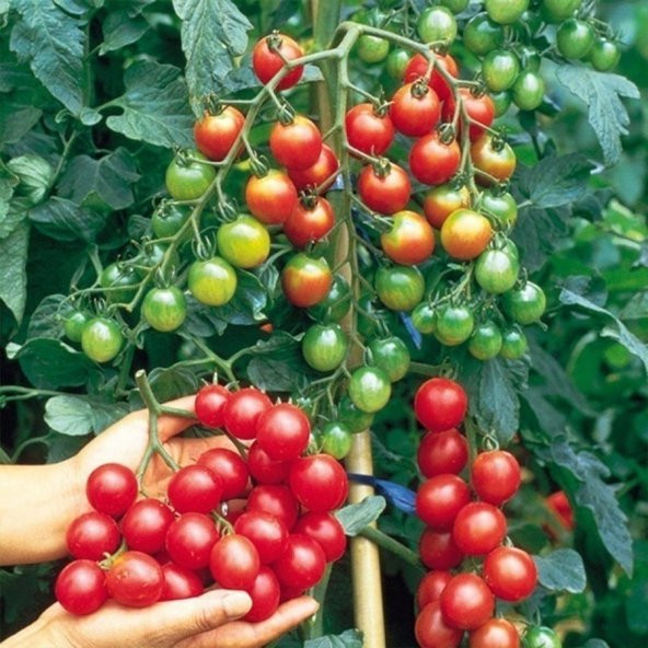 Doğal Kokteyl  Sırık Domates Fidesi (5 adet) - 4