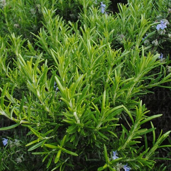 Aromatik Saksılık Abraxas Biberiye Fidesi (3 fide) - 2