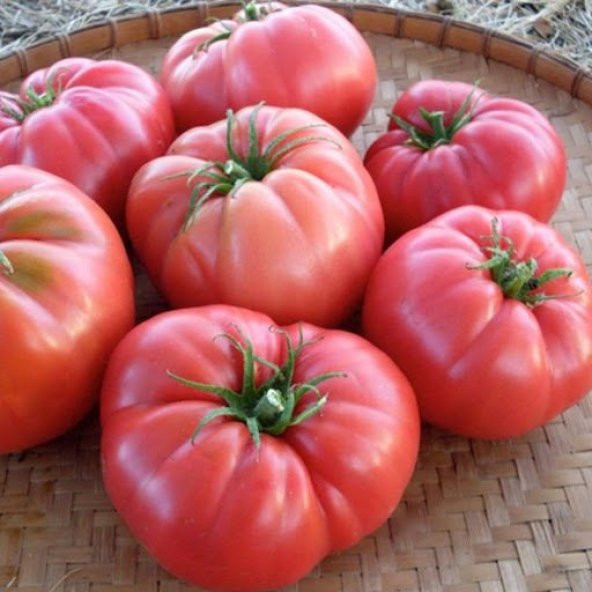 Pembe Sultan  Köy Domatesi Fidesi (4 adet) - 4
