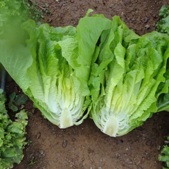 Flat İceberg Marul Fidesi (5 Adet) - Resim 5