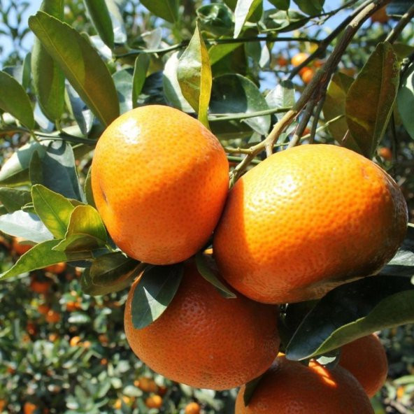 Tüplü Aşılı Yöresel Bol Verimli Bodrum Mandalinası Fidanı ürün görseli 1