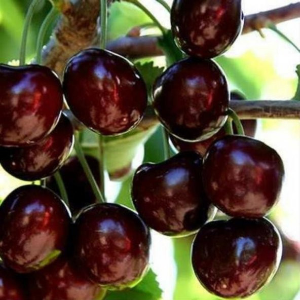 Tüplü İri Meyveli Bol Verimli Yarı Bodur Kordia (Cordia) Kiraz Fidanı - 2