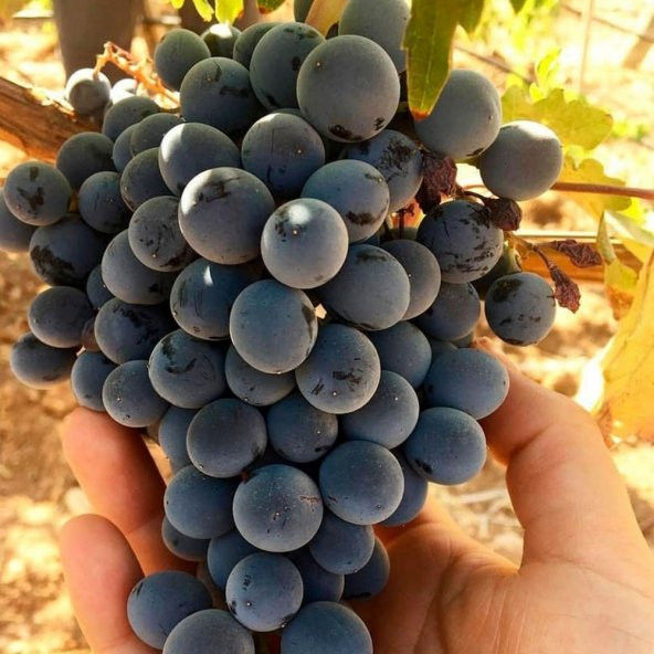 Tüplü Merlot Üzüm(Asma-Bağ) Fidanı