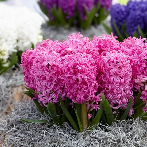 Hyacinthus Pink Pearl Kokulu Pembe Sümbül Soğanı (3 adet) - Resim 4