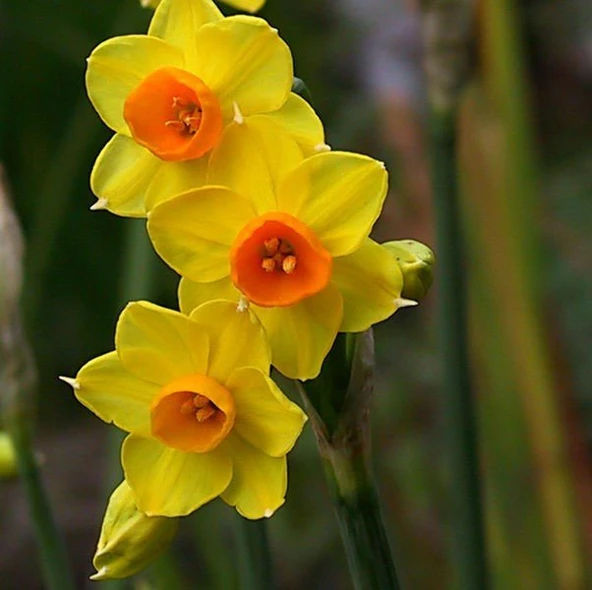 Love Day Sarı Nergis Soğanı (5 adet) ürün görseli