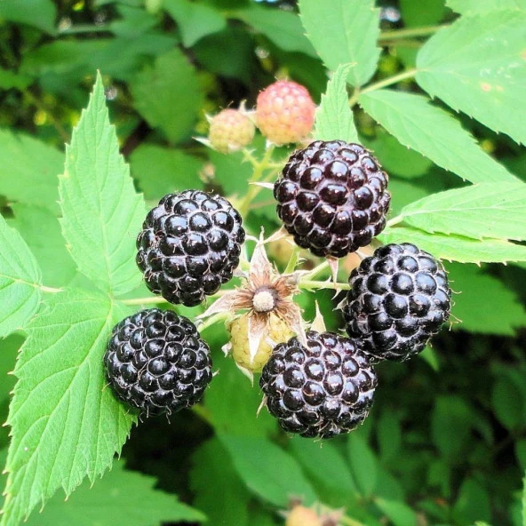 Tüplü Özel Üretim Verimli Jewel Siyah Ahududu Fidanı - Resim 4