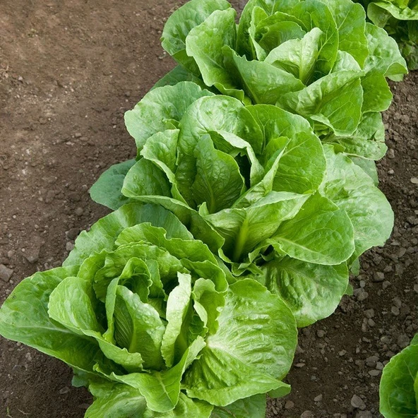 Düz Iceberg Marul Fidesi (5 adet) - 6