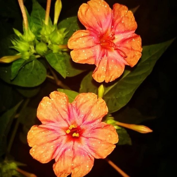 Somon Renkli Akşam Sefası Çiçeği Tohumu(20 tohum)