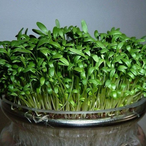 Doğal Su Teresi Tohumu (50 Tohum) ürün görseli 1