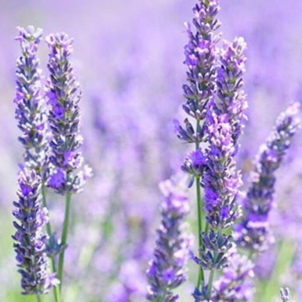 Lavandula Angustifolia Lavanta Çiçeği Tohumu(100 adet)