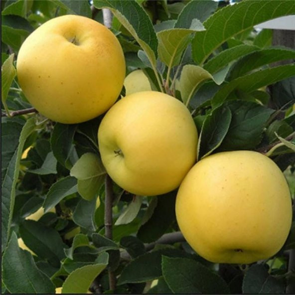 Tüplü Aşılı Yüksek Verimli Leziz Aromatik Golden(Sarı) Elma Fidanı - 2