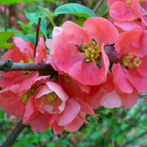 Tüplü Japanese Quince Japon Ayvası Fidanı - 6