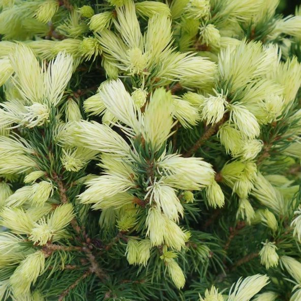 Picea Glauca Beyaz Ladin Tohumu (10 Tohum) - Resim 4