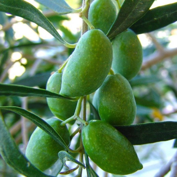 Tüplü Meyve Verme Durumunda Bodur Koroneiki Zeytin Fidanı - 5