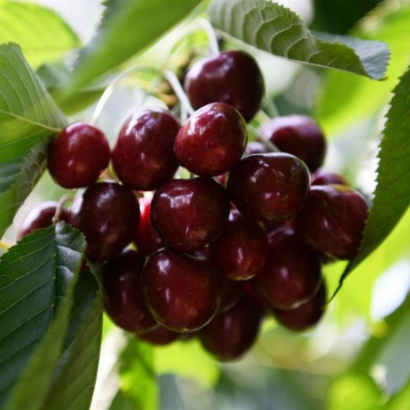 Tüplü İri Meyveli Bol Verimli Yarı Bodur North Wonder Fidanı - Resim 4