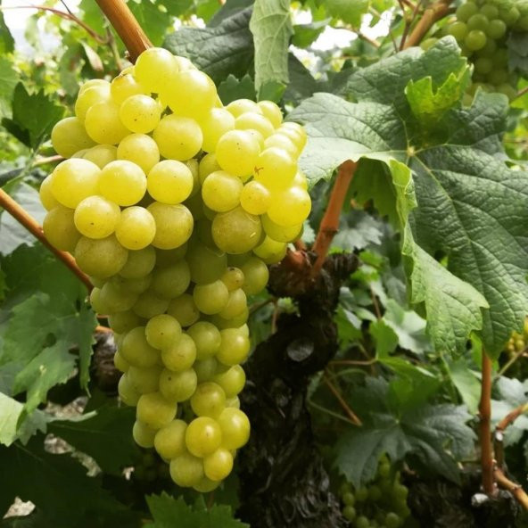 Tüplü İri Taneli Aromatik Tarsus Beyazı Üzüm(Asma-Bağ) Fidanı