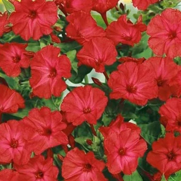 Kırmızı Renkli  Akşam Sefası Çiçeği Tohumu(20 tohum)