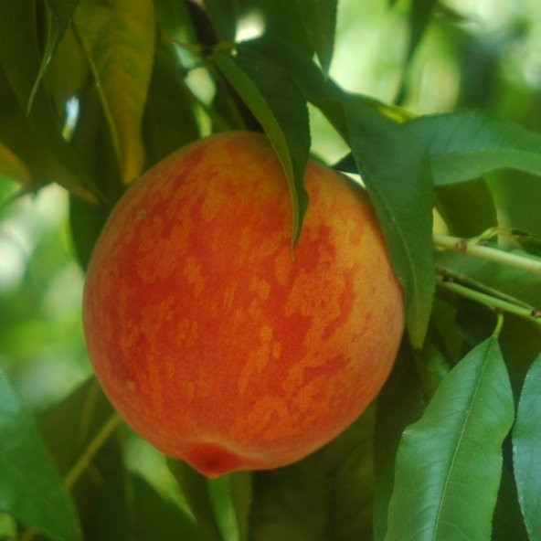 Tüplü Akıllı Ağaç Bol Verimli Tam Bodur Geçci Dixired Şeftali Fidanı - 2