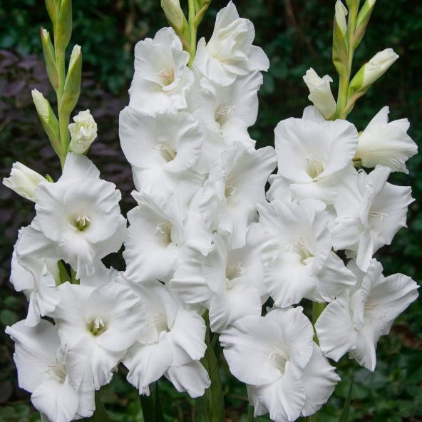 Beyaz Renkli Glayör Çiçeği Soğanı Gladiolus White Swan (2 adet)