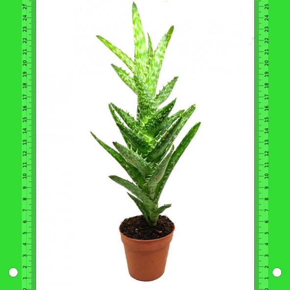 aloe vera gel rot geworden Aloe Vera Kalt-Warm Ultra Gel mit CBD und Arnika (250/100ml)