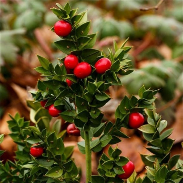 Ruscus Aculeatus Kokina Tavşan Memesi Tohumu (5 tohum) - 1